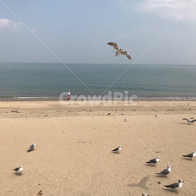 바다,갈매기,영흥도,풍경,자연,바다풍경,자연,풍경,nature,landscape,해변,바다,beach,sea,동물,animal,조류,새,birds,bird