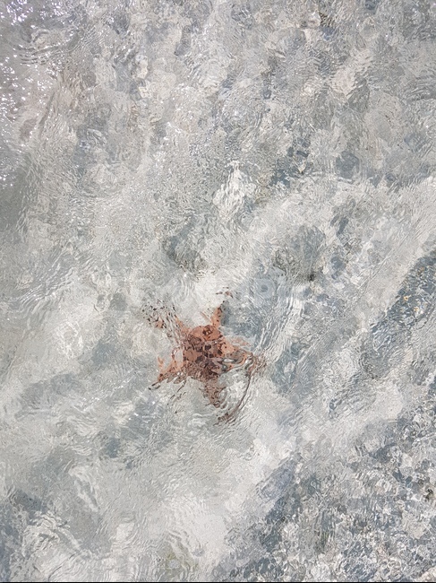 불가사리,starfish,바다,청량,beach,ocean,summer,여름