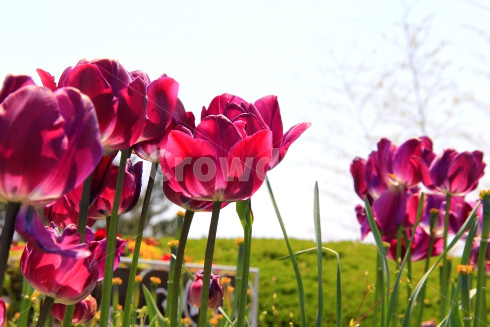 plant,식물,petal,꽃잎,flower,꽃,blossom,튜울립