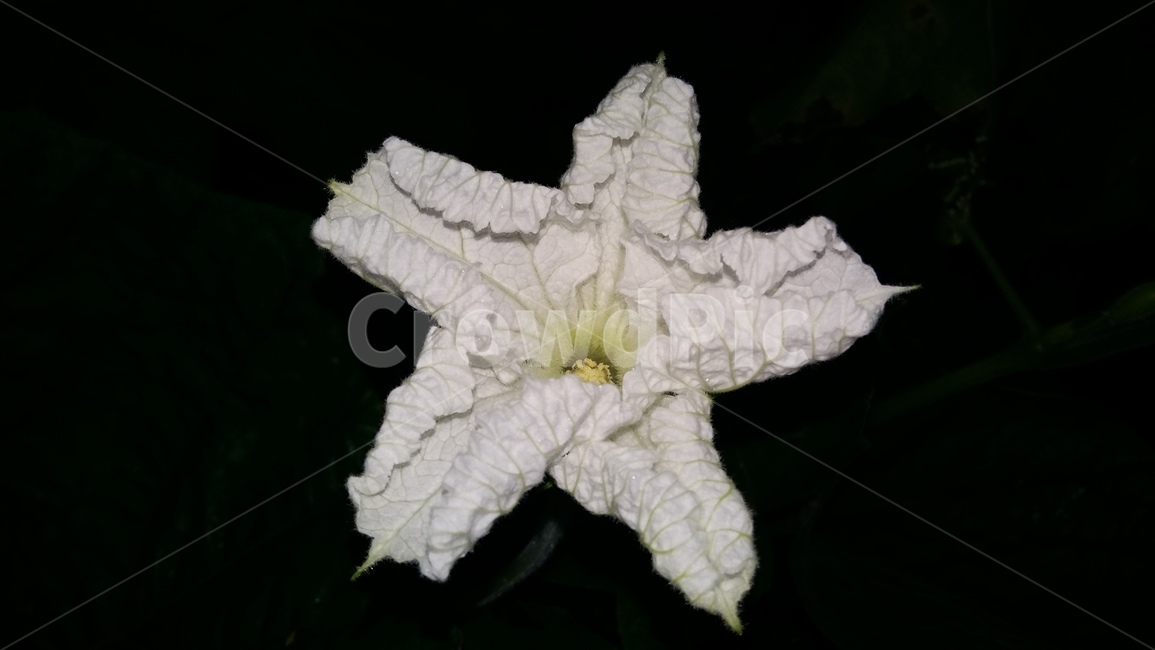 호박꽃,야초,흰꽃,들꽃,약초,식물,자연,plants,nature,꽃,flower