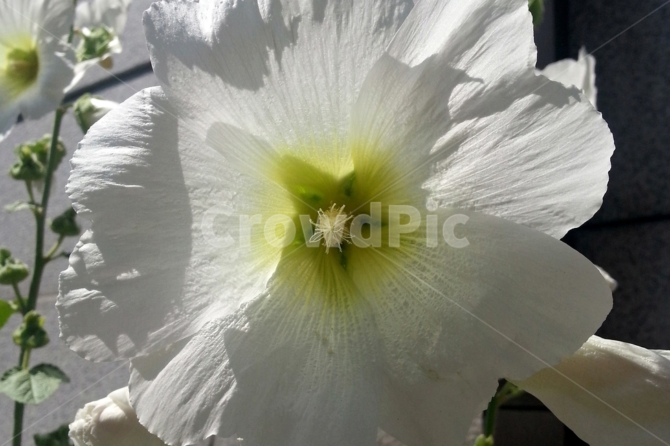 접시꽃,흰색,꽃,도종환,식물,alcearosea,역광,beautiful,plant,flower,봉오리,자연,꽃봉오리,황촉화,아시아원산지,아욱과,이년생,일일화,식물,자연,plants,nature,꽃,flower