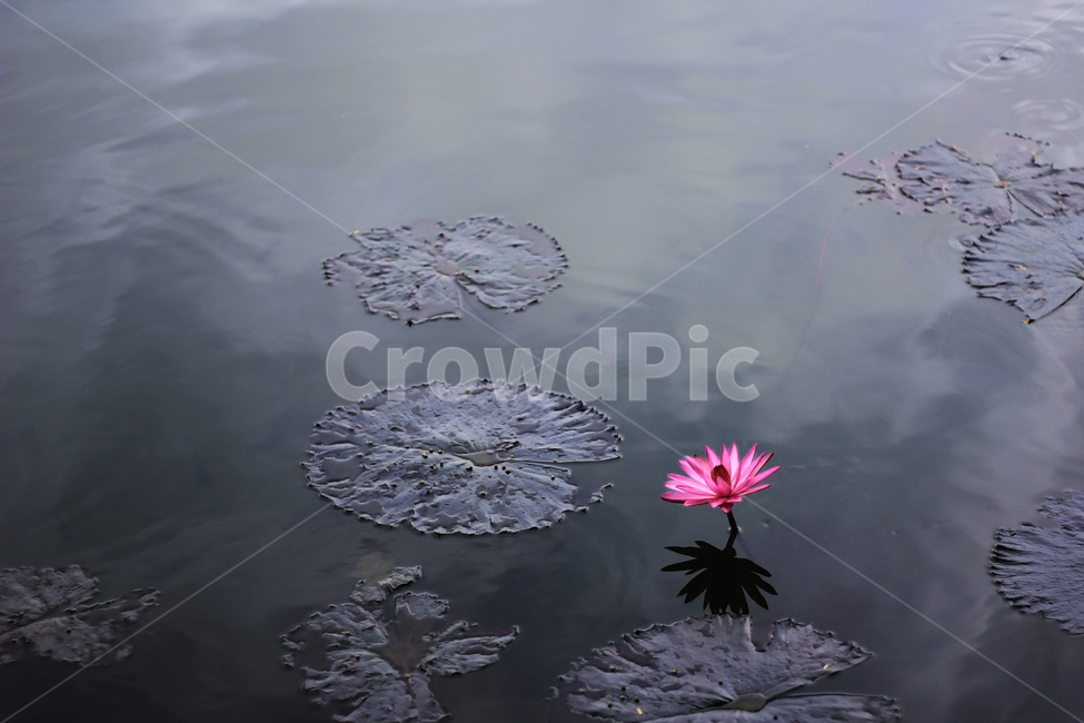 plant,식물,flower,blossom,꽃,연꽃