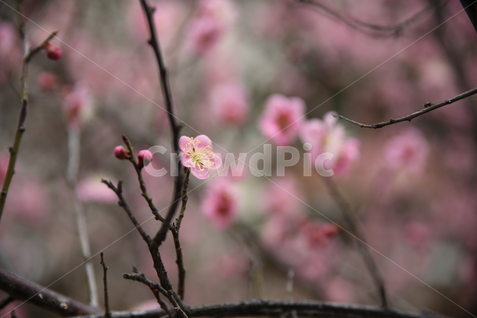 봄,매화,분홍,아름다움,꽃봉오리,봄,계절,spring,season,식물,자연,plants,nature,꽃,flower,plant