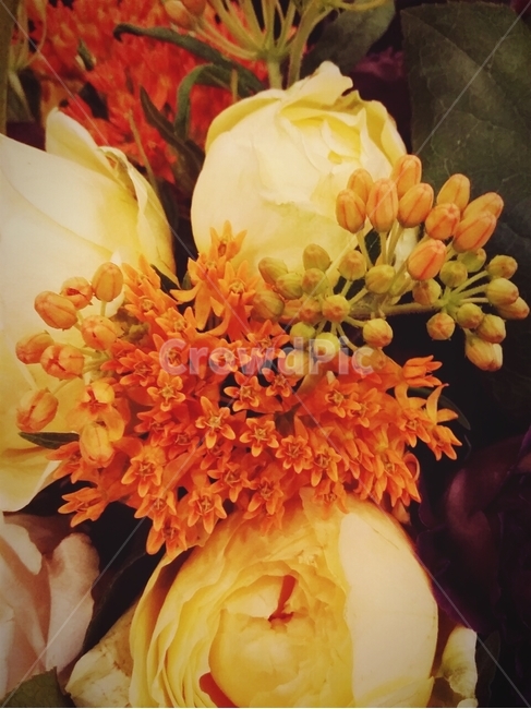 꽃,장미,꽃다발,꽃집,flower