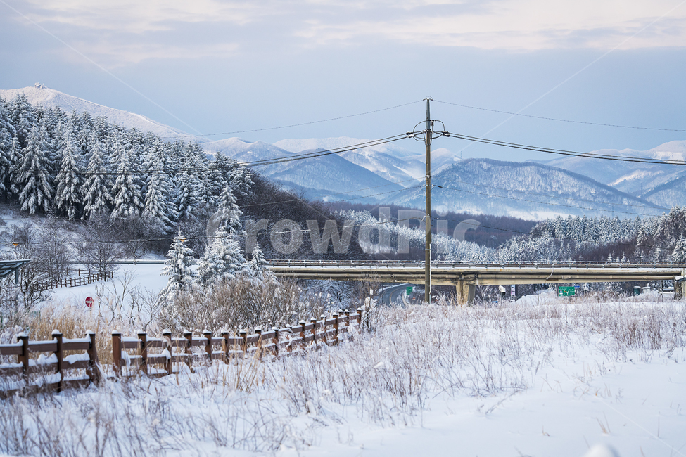 눈,겨울,겨울풍경,나무,울타리,강원도,설경,winter,snow,하늘,자연,대관령,겨울,계절,winter,season,자연,풍경,nature,landscape