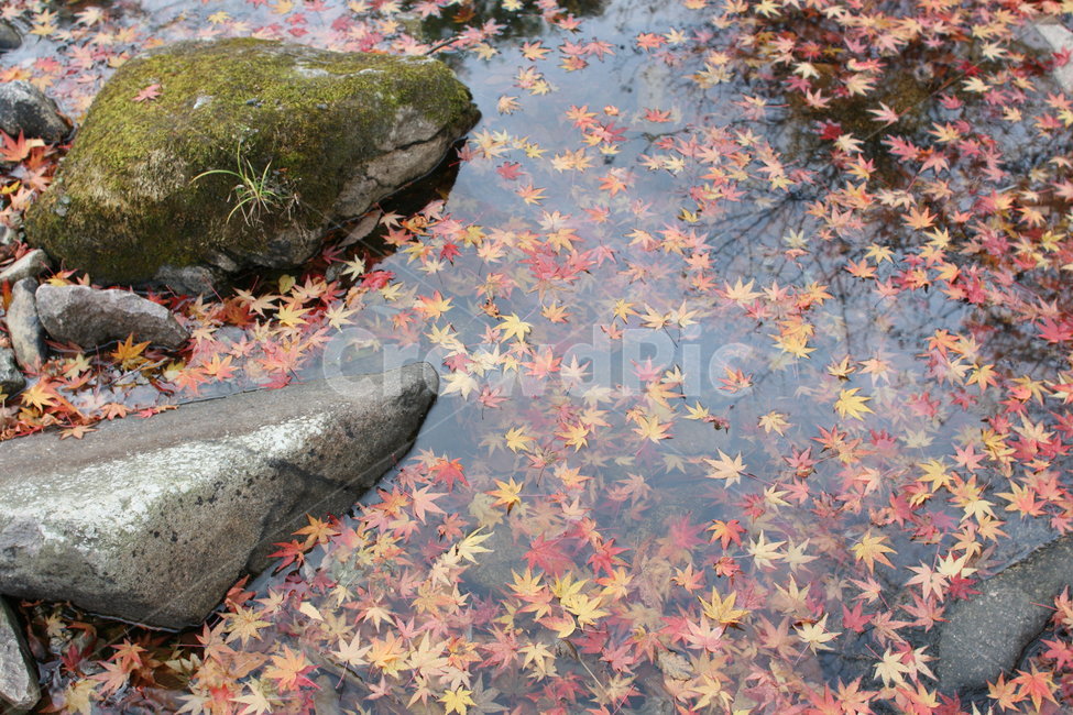 단풍,가을,산,자연,붉은,단풍나무,단풍잎,가을,계절,fall,autumn,season,leaf,잎,plant,식물,tree,나무
