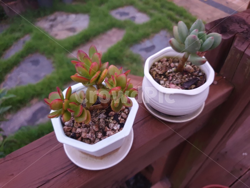 화분,식물,다육,야외,옥외,실내용화초,화분,화초,house plant