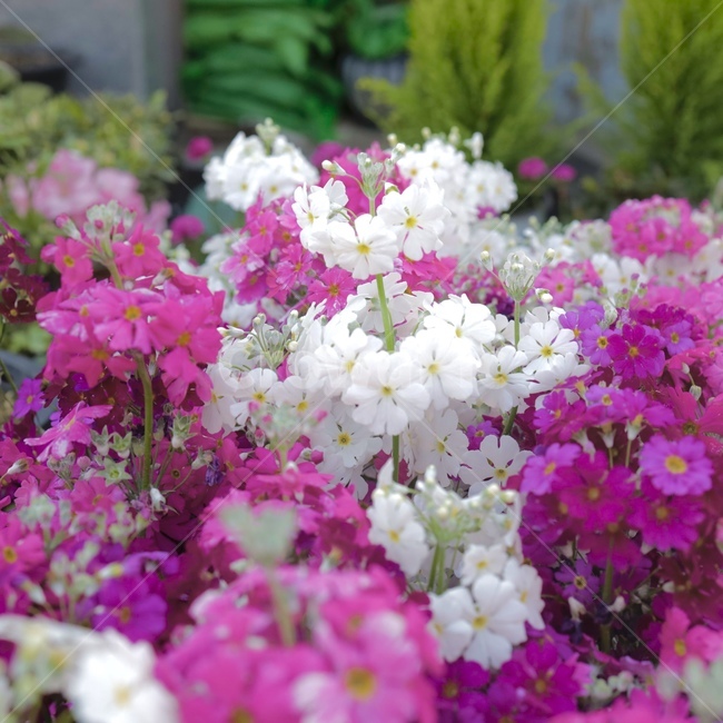 flower,꽃,식물,plant,blossom,geranium,제라늄