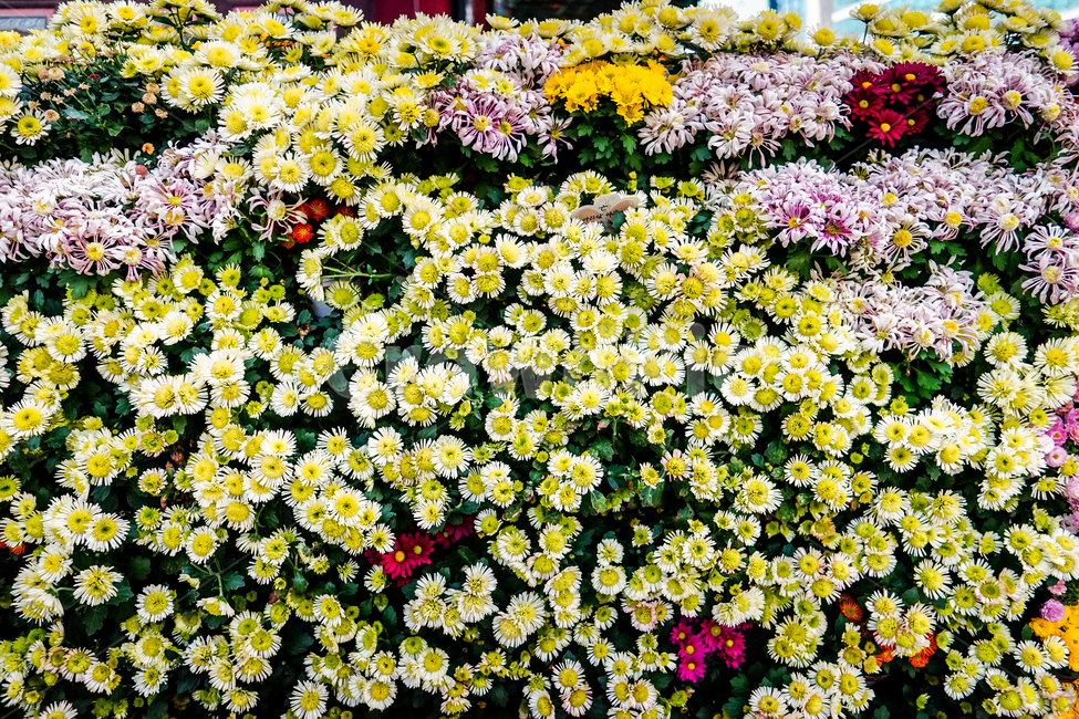 plant,식물,꽃,flower,국화과,petal,꽃잎,daisies,daisy,데이지,식물,자연,plants,nature,꽃,flower