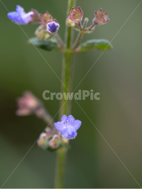 들꽃,아침이슬,식물,꽃,계룡산임도,계룡산전망대,거제도,blossom,geranium