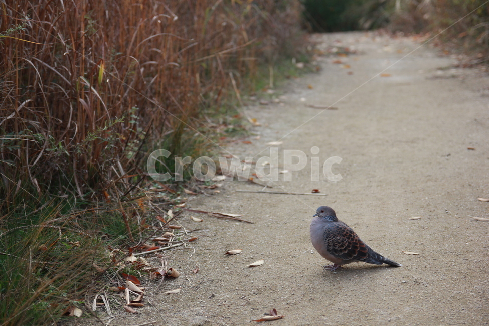 동물,자연,새,비둘기,bird,공원,동물,animal,조류,새,birds