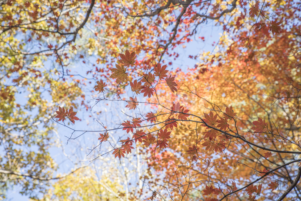 가을,풍경,단풍,가을나무,가을풍경,울긋불긋,가을,계절,fall,autumn,season,식물,자연,plants,nature,leaf,잎,plant,tree,나무
