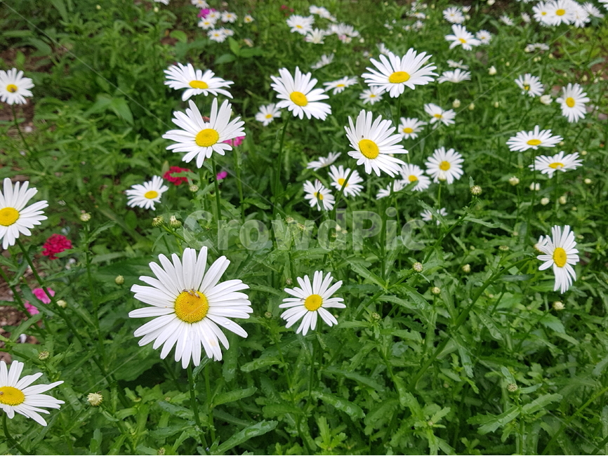 차가플록스,꽃,자연,식물,배경,flower,nature,plants,abstract,background,봄,식물,자연,plants,nature,꽃,flower