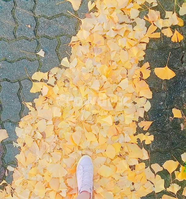 발,발걸음,낙엽,은행잎,가을,가을,계절,fall,autumn,season
