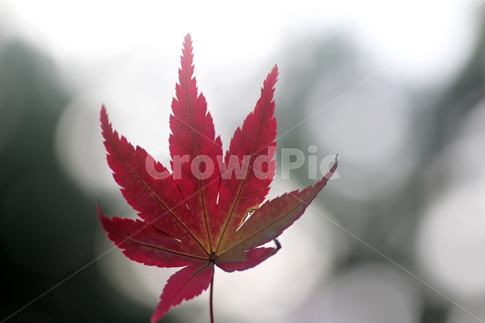 단풍,잎,붉은단풍,가을,식물,자연,보케,감성,빨강색,하늘,가을,계절,fall,autumn,season