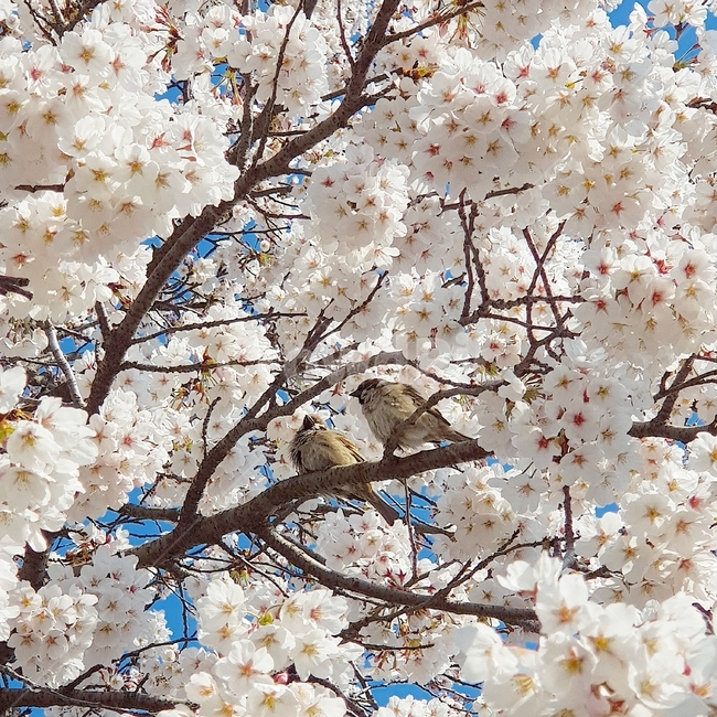 flower,꽃,blossom,벚꽃,참새,새,plant,봄,식물