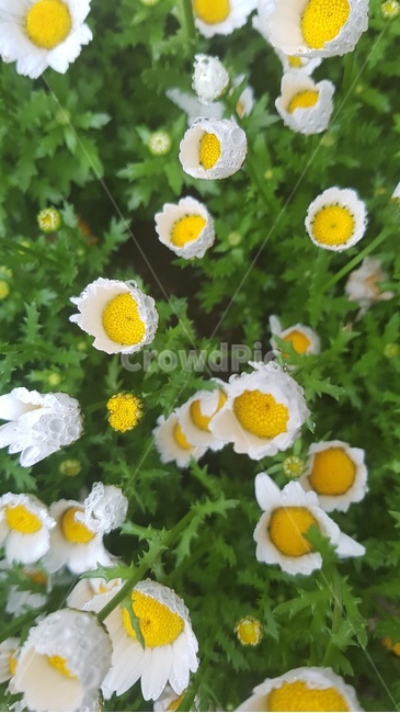 꽃,노란꽃,흰색꽃,풀,생화,식물,자연,plants,nature,꽃,flower