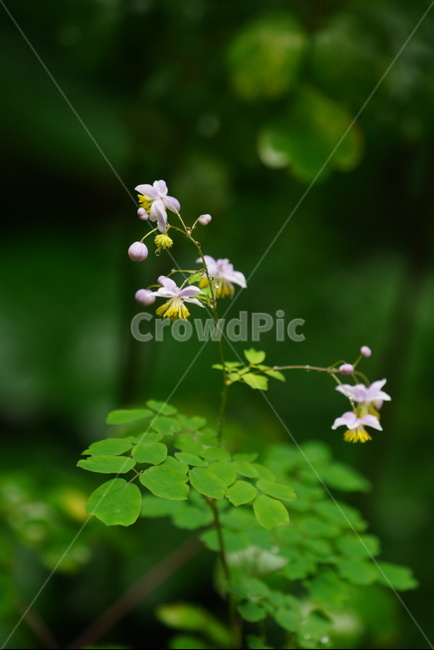 꽃,야생화,식물,자연,여름,summer,flower,plants,nature,식물,자연,plants,nature
