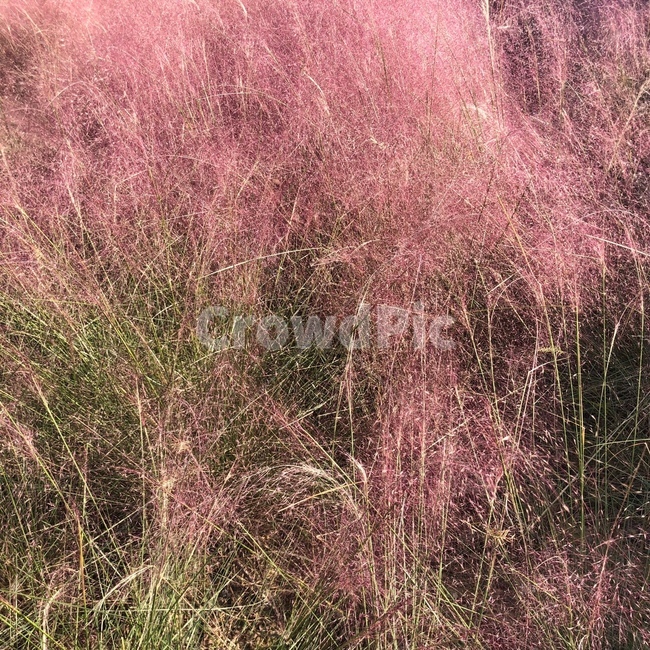 plant,식물,핑크뮬리,grass,잔디,pinkmuhly,가을,계절,fall,autumn,season