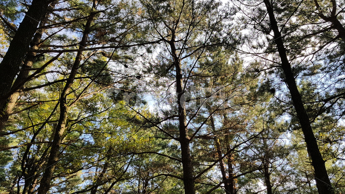 숲,자연,나무,치유,힐링,제주,제주자연,제주힐링,자연,풍경,nature,landscape,tree,plant,식물