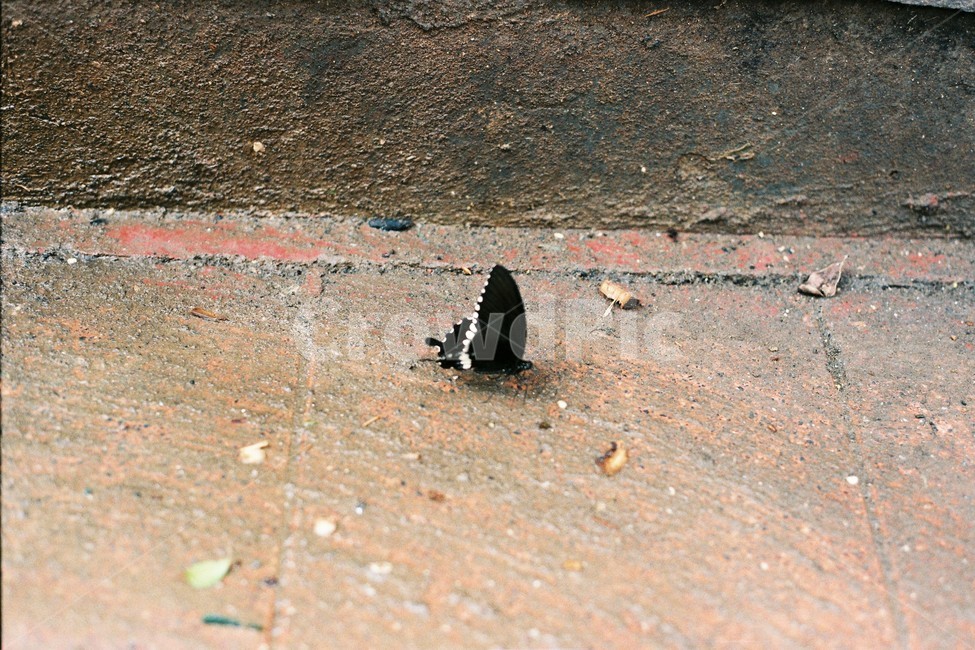 나비,동물,곤충,검정색,자연,동물,animal,곤충,벌레,insect,bug