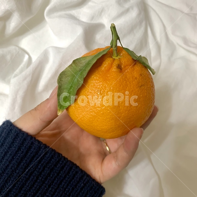 fruit,한라봉,과일,citrusfruit,감귤류과일,food,음식,plant,식물,person,사람,human,인간,사람손,과일,열매,fruit