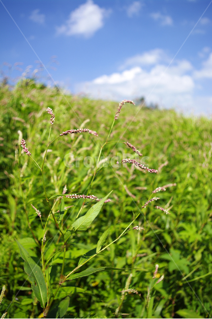 하늘,초록,풍경,구름,자연,식물,plant,여귀,꽃,자연,풍경,nature,landscape