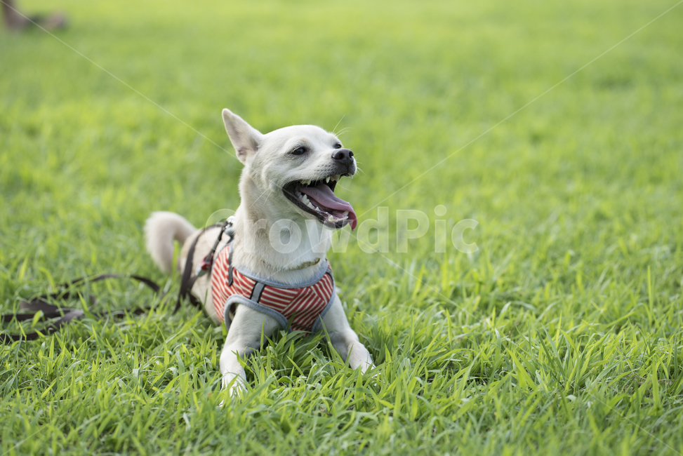 rolling around,lie down,mixed dog,Puppy rolling around,happy puppy,puppy lying down,lying puppy,Pets,puppy,happiness,grass,Jindo dog,animal,dog,native dog,lawn,get down,pet