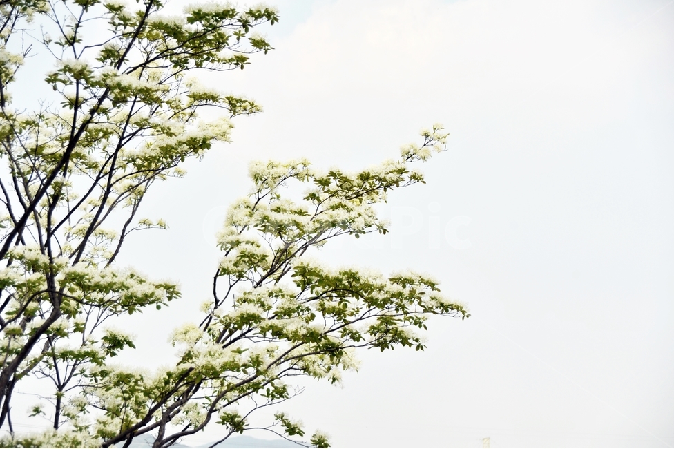 이팝나무,쌀나무,신목,물푸레나무,하얀꽃,봄꽃,가로수,식물,자연,plants,nature,꽃,flower