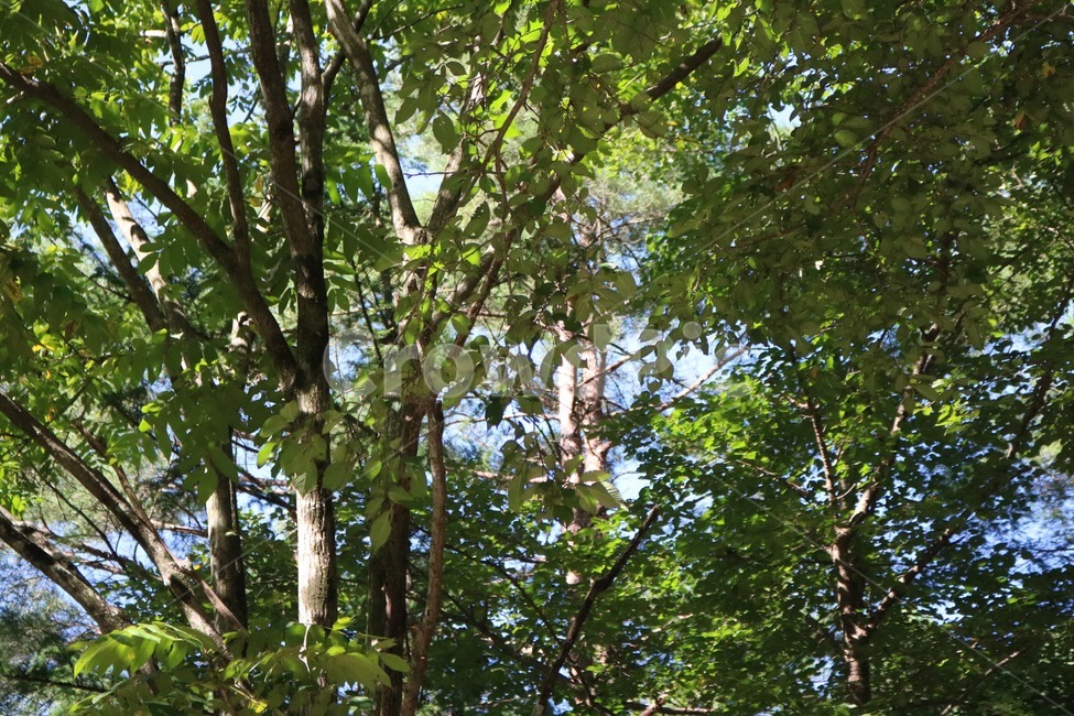 여름,자연,식물,햇빛,그림자,초록,summer,natsu,nature,plants,shokubutsu,sunlight,hizashi,shadow,kage,green,midori,나무,tree,ki,식물,자연,plants,nature,나무,trees,wood