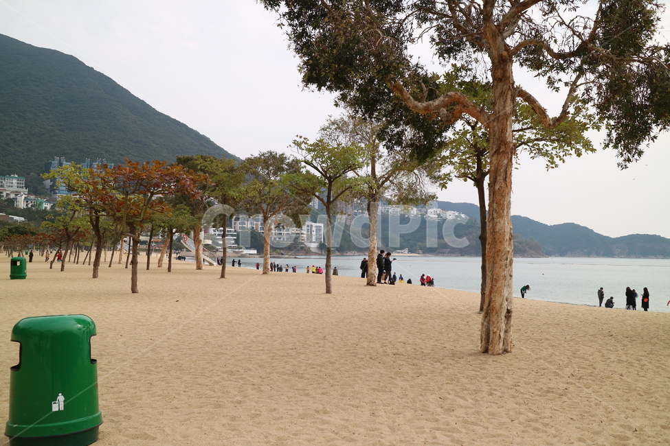 바다,해변,모래사장,해수욕장,바닷가,summer,여름,tree,나무,plant,식물,해변,바다,beach,sea