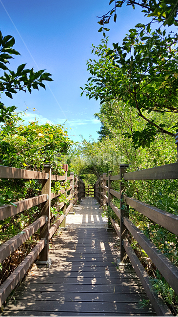 제주,한라산,1100고지,한라산1100고지,산,제주도,자연,nature,outdoors,옥외,다리,산책로,bridge,boardwalk,자연,풍경,nature,landscape