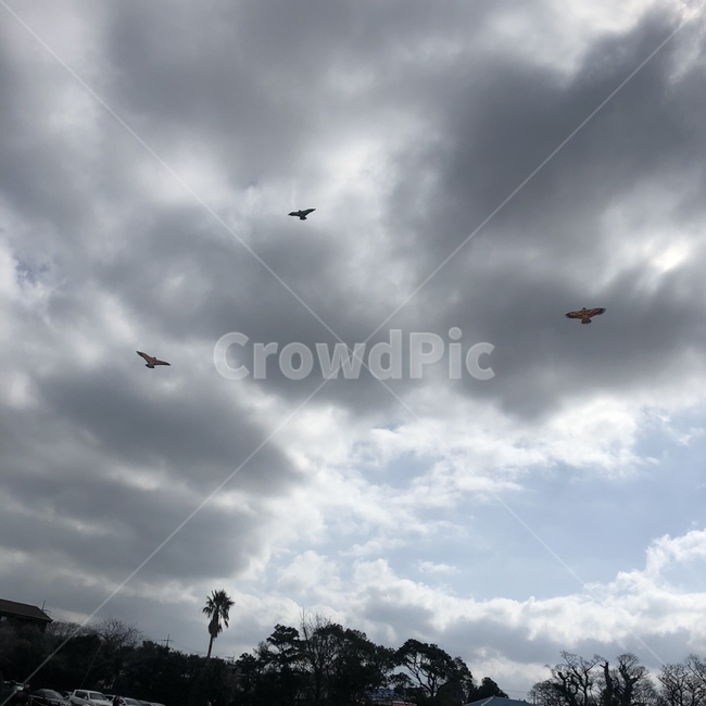 새,날씨,하늘,제주도,제주도하늘,푸른하늘,flying,animal,bird,동물,자연,내추럴,스카이,sky,자연,풍경,nature,landscape,나는