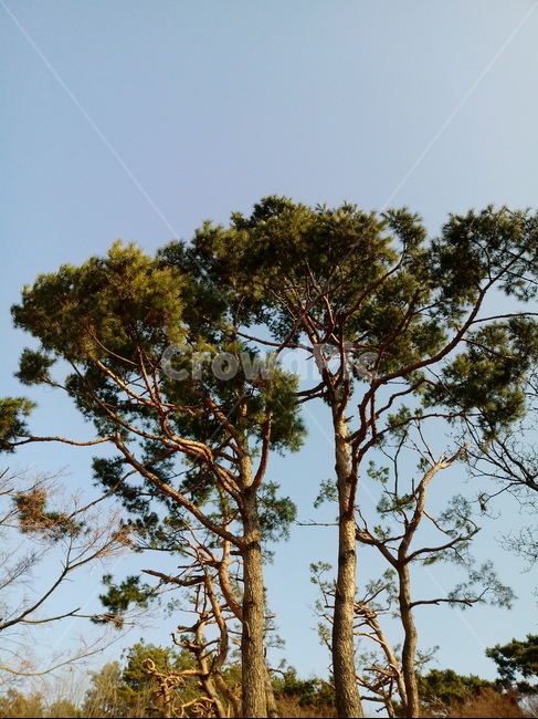 나무,나무줄기,나무가지,식물,tree,treetrunk,plant,소나무,하늘