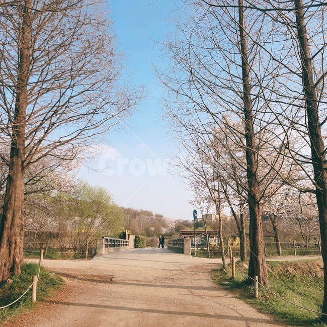나무,공원,가을,봄,다리,일본,감성,배경