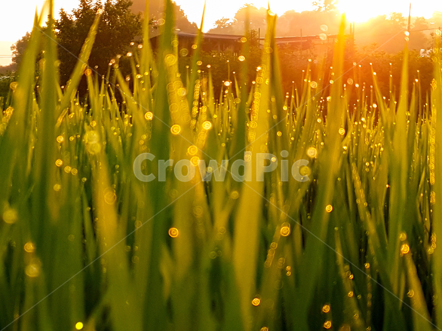 벼,아침,햇살,보케,이슬,풍경,빛,식물,자연,plants,nature,감성,sensible,feeling,휴식,힐링,rest,relaxation,healing