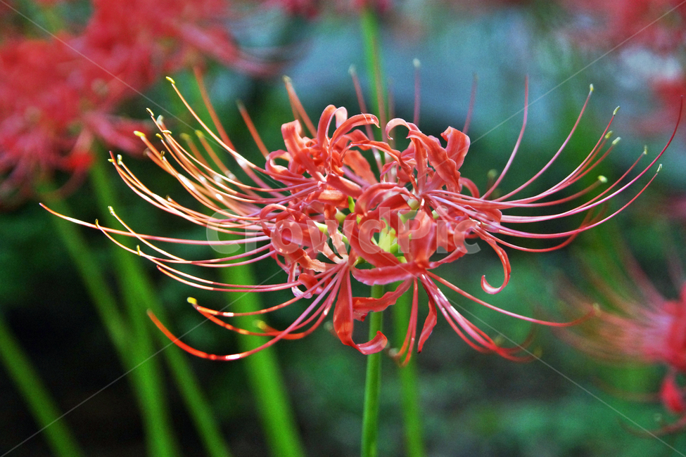 꽃무릇,상사화류,석산,독무릇,산오독,산두초,redspiderlily,가을,빨간꽃,수선화과,식물,꽃꽂이용,화단용,식물,자연,plants,nature,꽃,flower