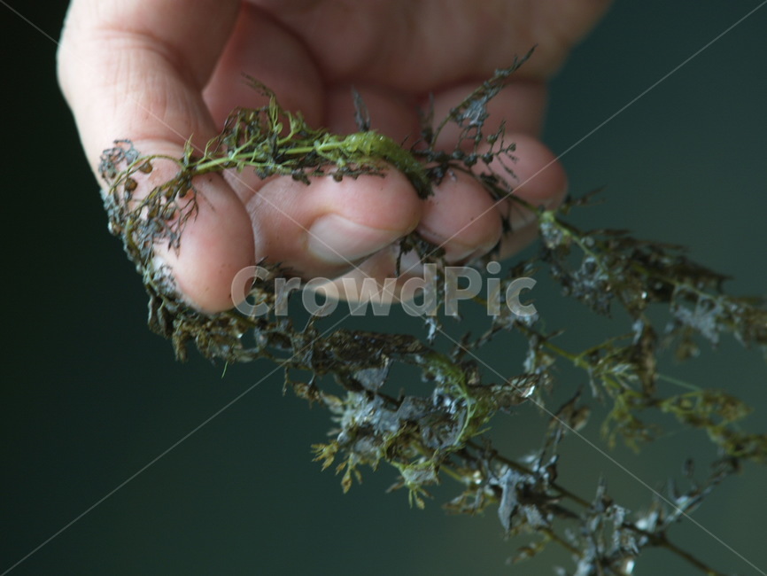 물,수생식물,가래,연못,자연,생태,식물,자연,plants,nature