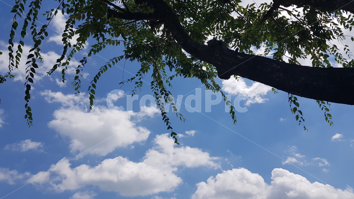 구름,파란하늘,뭉게구름,하얀구름,cloud,bluesky,nature,자연,outdoors,옥외,푸른하늘,azuresky,sky,하늘,plant,식물,tree,나무