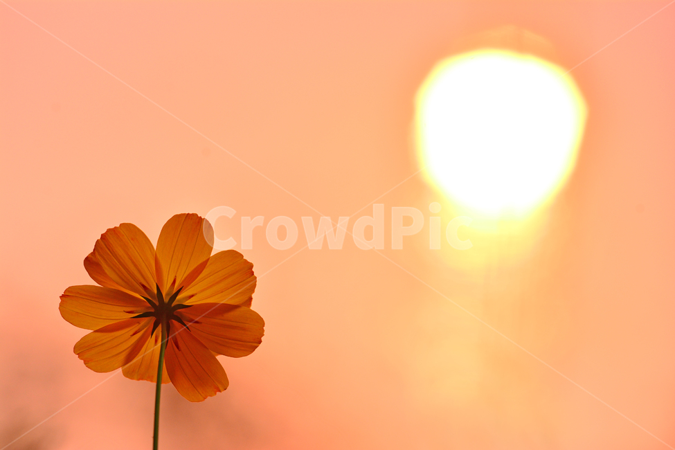 노랑코스모스,코스모스,노을,석양,감성,분위기,느낌,feeling,emotion,sensible,sunset,해질무렵,반사,태양,해,가을분위기,살구색,오렌지색,flowers,꽃,가을꽃,한송이,보케,빛망울,가을,계절,fall,autumn,season,식물,자연,plants,nature,꽃,flower,감성,sensible,feeling,plant