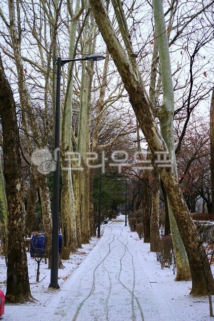 겨울나무,서울,여의도,눈,아름다운,한국,눈길,겨울