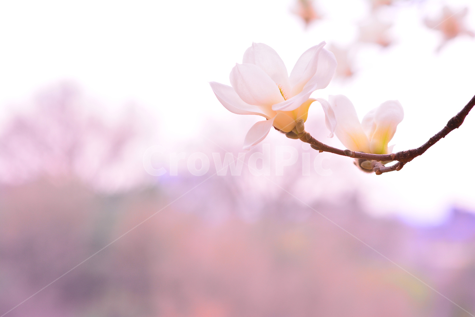 목련꽃,나무꽃,봄꽃,계절,시즌,야외,옥외,식물,꽃,아름다운,plant,blossom,flower,season,outdoor,spring,식물,자연,plants,nature,꽃,flower