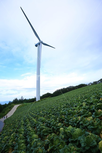태백,바람의언덕,풍차,배추밭,초록,green,windmill,cabbagepatch,산업,industry,industrial,에너지산업,energy industry,engine,엔진,motor,모터,machine,기계