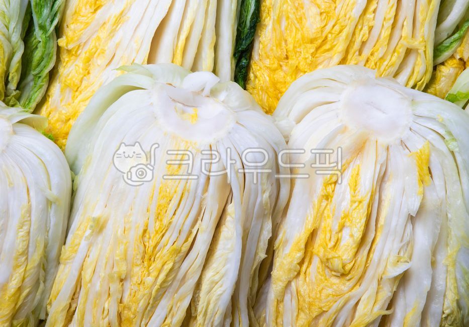 김치,김장,배추,배추김치,절임배추,음식,식품,채소,반찬,식물,야채,kimchi,makingkimchi,cabag,napacabbage,cabbagekimchi,food,sidedish,plant,vegetable,절임김치,백김치,pickledcabbage,whitekimchi,kimchidog,가을,fall