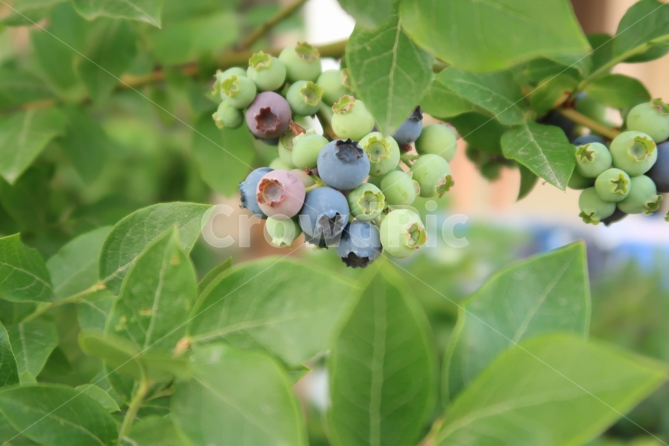 식물,자연,블루베리,과일,열매,그린,과일,열매,fruit