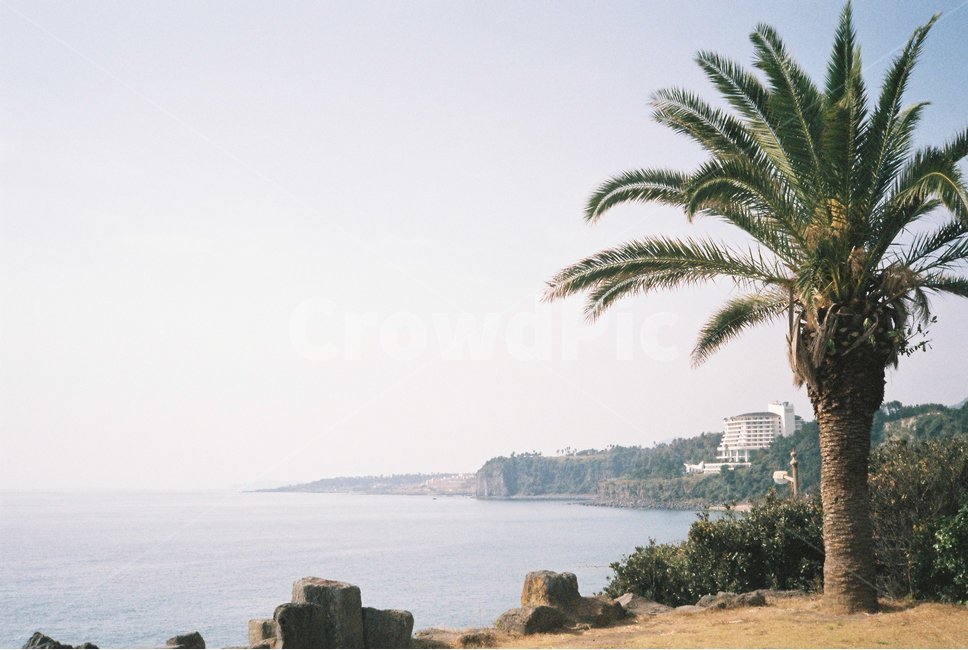 야자수,제주도,바다,해안가,필름,film,jejuisland,jejudo,sjy,하늘,palmtree,감성사진