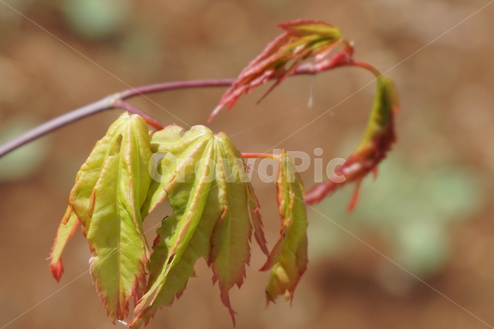 봄,4월,녹색,새순,붉은,나뭇잎,식물,자연,plants,nature