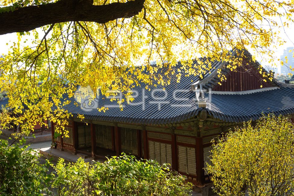 창경궁, 지붕, roof, 한옥, 단풍, 사진,이미지,일러스트,캘리그라피 - 짱가처럼작가