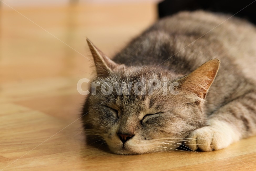 고양이,잠,한가,길고양이,귀여운,동물,animal,포유류,mammal,고양이,cat,kitten,kitty