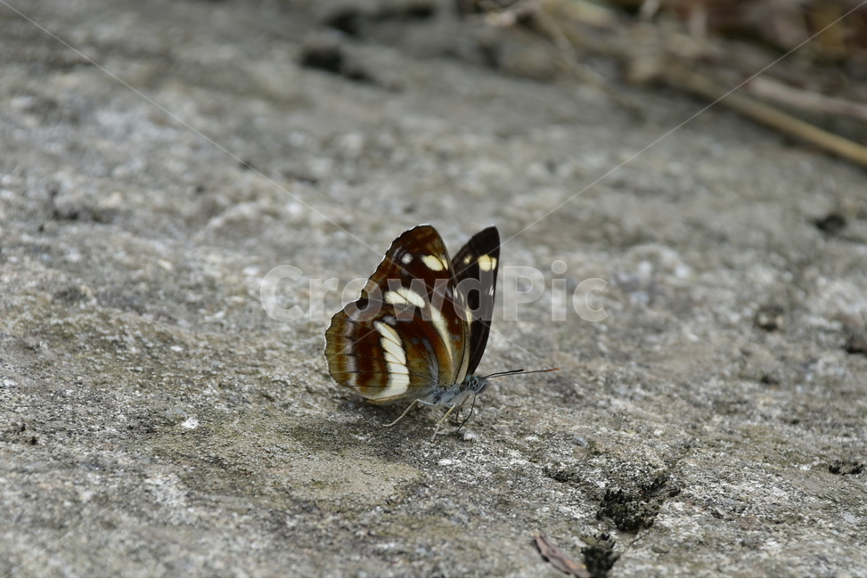 황세줄나비,나비,곤충,생태,자연,나비목,네발나비과,동물,animal,곤충,벌레,insect,bug